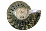 2.5"  One Side Polished, Pyritized Fossil, Ammonite - Russia - #174985-2